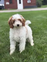 Griffin F1B, a male Miniature Goldendoodle for sale in Shipshewana, IN – 1 of 6