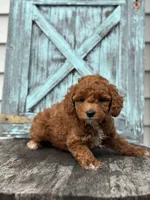 Flora F1B, a male Miniature Goldendoodle for sale in Shipshewana, IN – 2 of 3