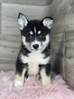 Elijah, a male Pomsky for sale in Shipshewana, IN – 1 of 3