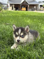Dorthy, a female Pomsky for sale in Shipshewana, IN – 2 of 3