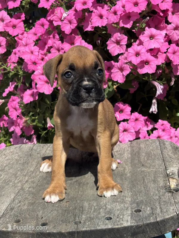 Monika – Boxer puppy for sale in Shipshewana, IN