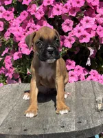 Monika, a male Boxer for sale in Shipshewana, IN – 1 of 3