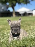 Ruth, a female French Bulldog for sale in Shipshewana, IN – 2 of 4