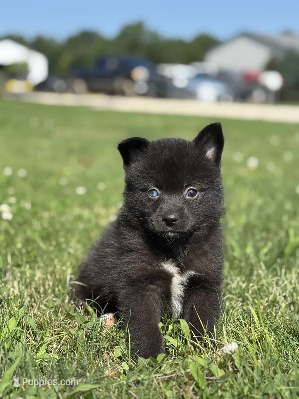 Gilbert – Pomsky puppy for sale in Shipshewana, IN