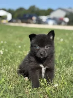 Gilbert, a male Pomsky for sale in Shipshewana, IN – 1 of 3