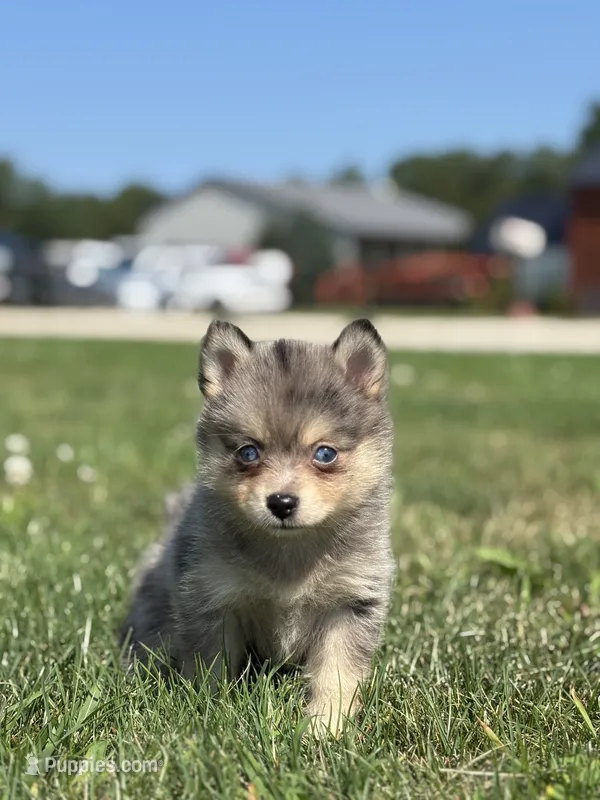 Glenda – Pomsky puppy for sale in Shipshewana, IN