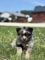 Geneva, a female Pomsky for sale in Shipshewana, IN – 3 of 3