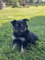 Lilly Yorkie-Pom, a female Pomeranian and Yorkshire Terrier for sale in Shipshewana, IN – 3 of 3