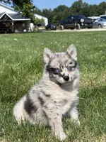 Grace, a female Pomsky for sale in Shipshewana, IN – 2 of 3
