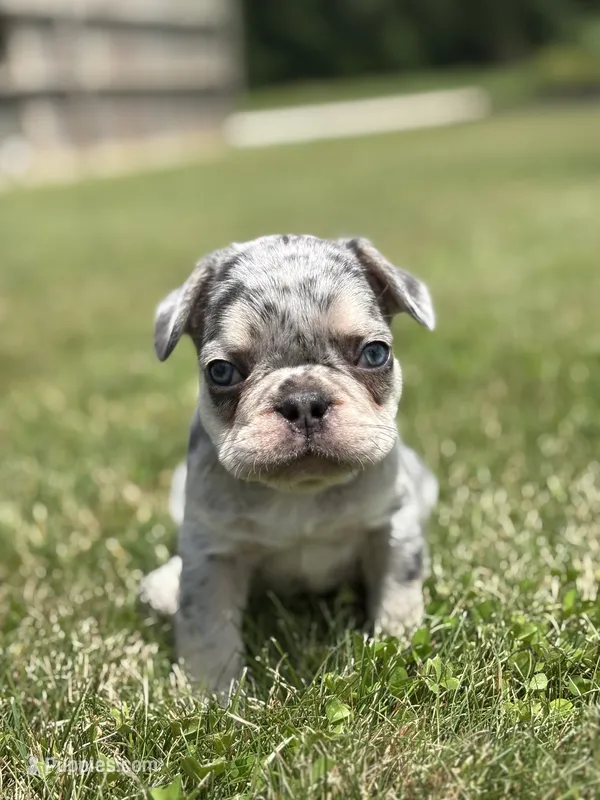 Oliver – French Bulldog puppy for sale in Shipshewana, IN