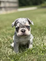 Oliver, a male French Bulldog for sale in Shipshewana, IN – 1 of 3