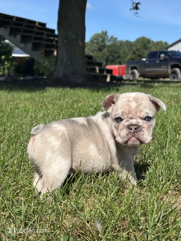 Zendaya – French Bulldog puppy for sale in Shipshewana, IN