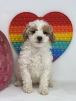 Faith, a female Miniature Goldendoodle for sale in Goshen, IN – Photo 2 of 4