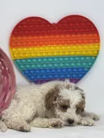 Faith, a female Miniature Goldendoodle for sale in Goshen, IN – Photo 4 of 4