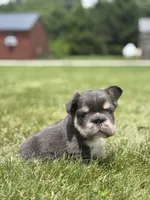 Mason, a male French Bulldog for sale in Shipshewana, IN – 3 of 3