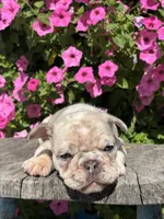 Zendaya, a female French Bulldog for sale in Shipshewana, IN – 4 of 4