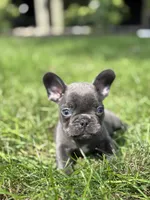 Seth, a male French Bulldog for sale in Shipshewana, IN – 3 of 3