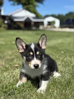 Riley, a female Pembroke Welsh Corgi and Siberian Husky for sale in Shipshewana, IN – 3 of 3