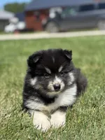 Claudia, a female Pomsky for sale in Shipshewana, IN – 2 of 3
