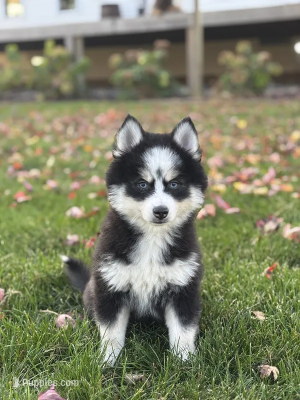 Asher – Pomsky puppy for sale in Shipshewana, IN