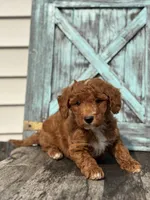 Grant F1B, a male Miniature Goldendoodle for sale in Shipshewana, IN – 3 of 3
