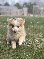 Hannah, a female Pomsky for sale in Shipshewana, IN – Photo 4 of 4