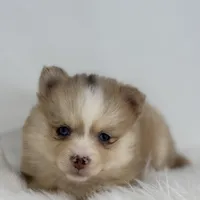 Hannah, a female Pomsky for sale in Shipshewana, IN – Photo 3 of 3