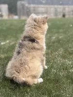 Hannah, a female Pomsky for sale in Shipshewana, IN – Photo 3 of 4