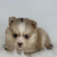 Hannah, a female Pomsky for sale in Shipshewana, IN – Photo 1 of 3