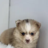 Hannah, a female Pomsky for sale in Shipshewana, IN – Photo 2 of 3