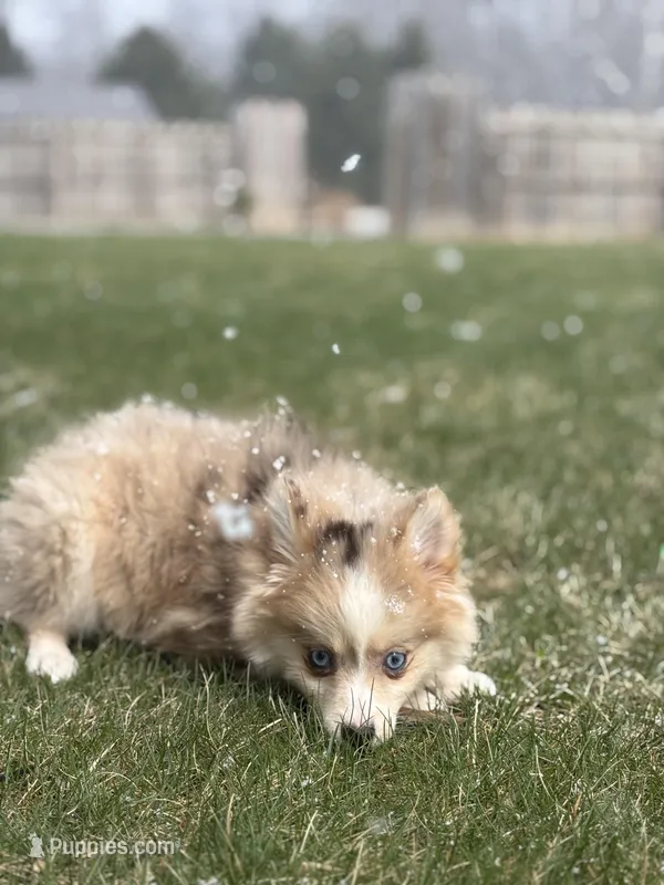 Hannah – Pomsky puppy for sale in Shipshewana, IN