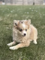 Hannah, a female Pomsky for sale in Shipshewana, IN – Photo 2 of 4