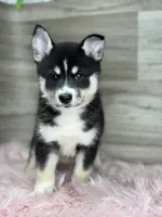 Elijah, a male Pomsky for sale in Shipshewana, IN – 3 of 3
