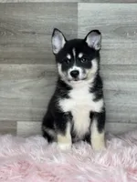 Elijah, a male Pomsky for sale in Shipshewana, IN – 2 of 3