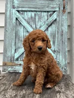 Fernando F1B, a male Miniature Goldendoodle for sale in Shipshewana, IN – 3 of 3