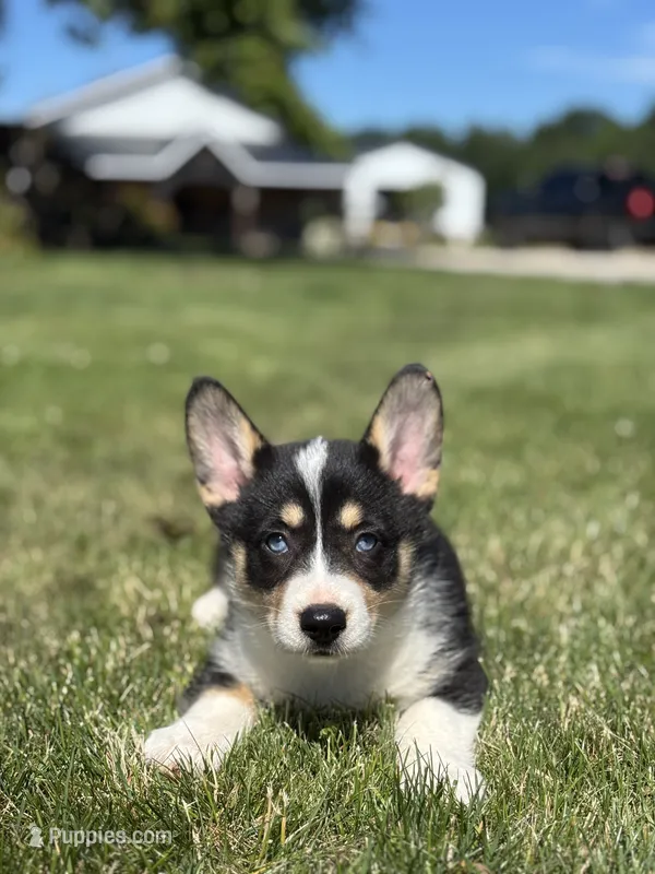 Riley – Pembroke Welsh Corgi, Siberian Husky puppy for sale in Shipshewana, IN