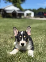 Riley, a female Pembroke Welsh Corgi and Siberian Husky for sale in Shipshewana, IN – 1 of 3