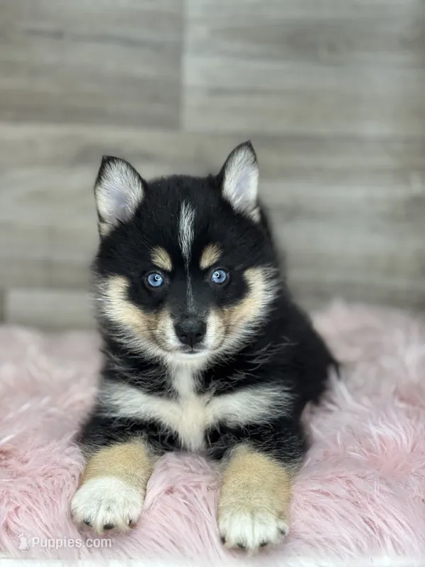 Sophia – Pomsky puppy for sale in Shipshewana, IN