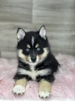 Sophia, a female Pomsky for sale in Shipshewana, IN – 1 of 3
