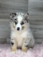 Scarlet, a female Pomsky for sale in Shipshewana, IN – 3 of 3