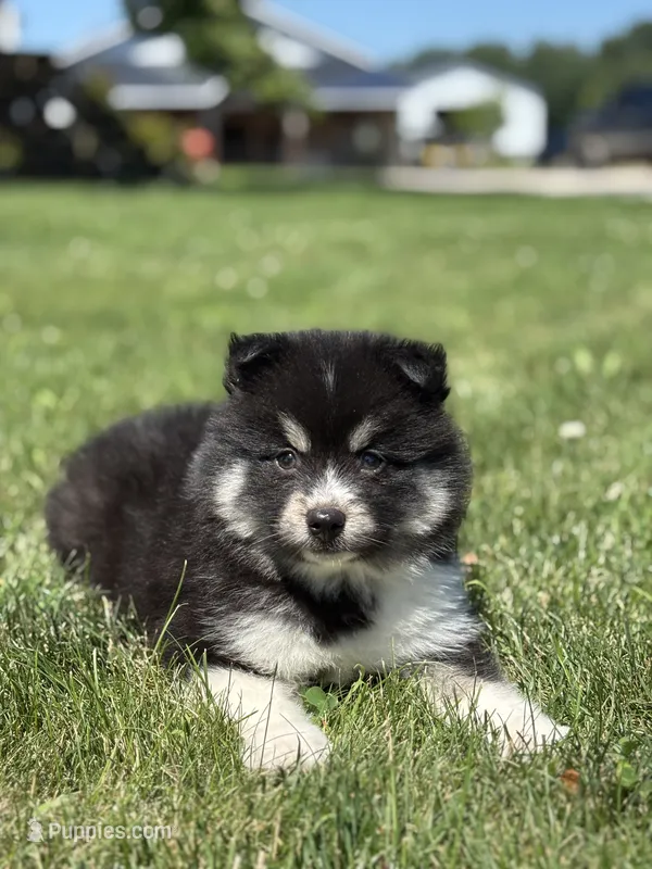 Claudia – Pomsky puppy for sale in Shipshewana, IN