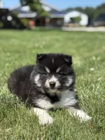 Claudia, a female Pomsky for sale in Shipshewana, IN – 1 of 3