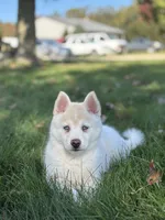 Milo, a male Pomsky for sale in Shipshewana, IN – 3 of 7