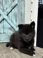Gilbert, a male Pomsky for sale in Shipshewana, IN – 2 of 3