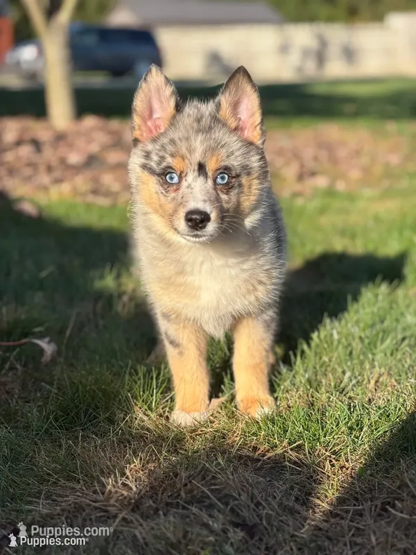 Everett – Pomsky puppy on hold in Shipshewana, IN