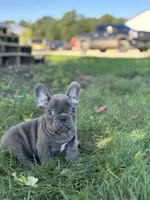 Seth, a male French Bulldog for sale in Shipshewana, IN – 3 of 6