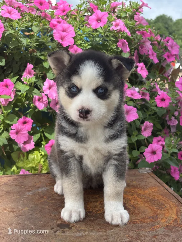 Sage – Pomsky puppy for sale in Shipshewana, IN