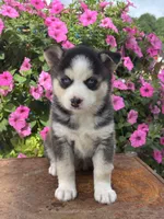 Sage, a female Pomsky for sale in Shipshewana, IN – 1 of 3