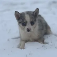 Trixie F2, a female Pomsky for sale in Shipshewana, IN – Photo 3 of 3