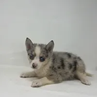 Trixie F2, a female Pomsky for sale in Shipshewana, IN – Photo 2 of 3